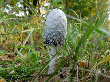 Close-up of mushroom growing on field