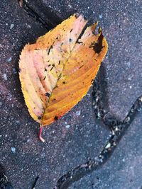 High angle view of autumn leaf