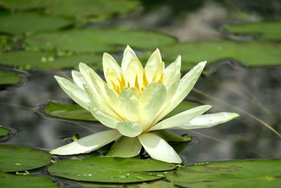 Close-up of lotus water lily in pond