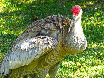 Close-up of bird against plants