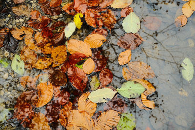 High angle view of maple leaves