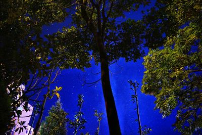 Low angle view of trees against blue sky