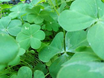 Close-up of green leaves