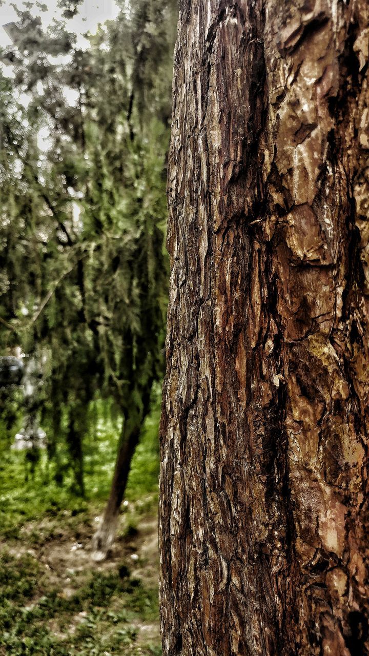 tree trunk, tree, forest, growth, nature, close-up, tranquility, non-urban scene, tranquil scene, scenics, bark, branch, beauty in nature, woodland, day, outdoors, focus on foreground, no people, solitude, large
