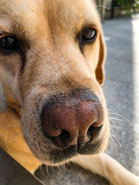 Close-up portrait of dog