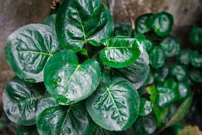 Close-up of wet leaves