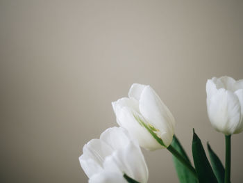 White tulips against a neutral background