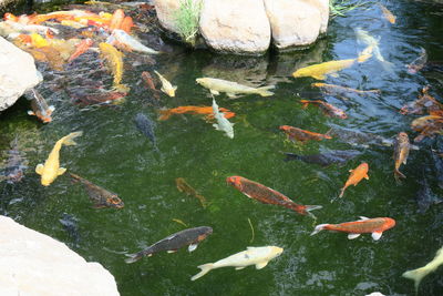 High angle view of koi carps swimming in pond