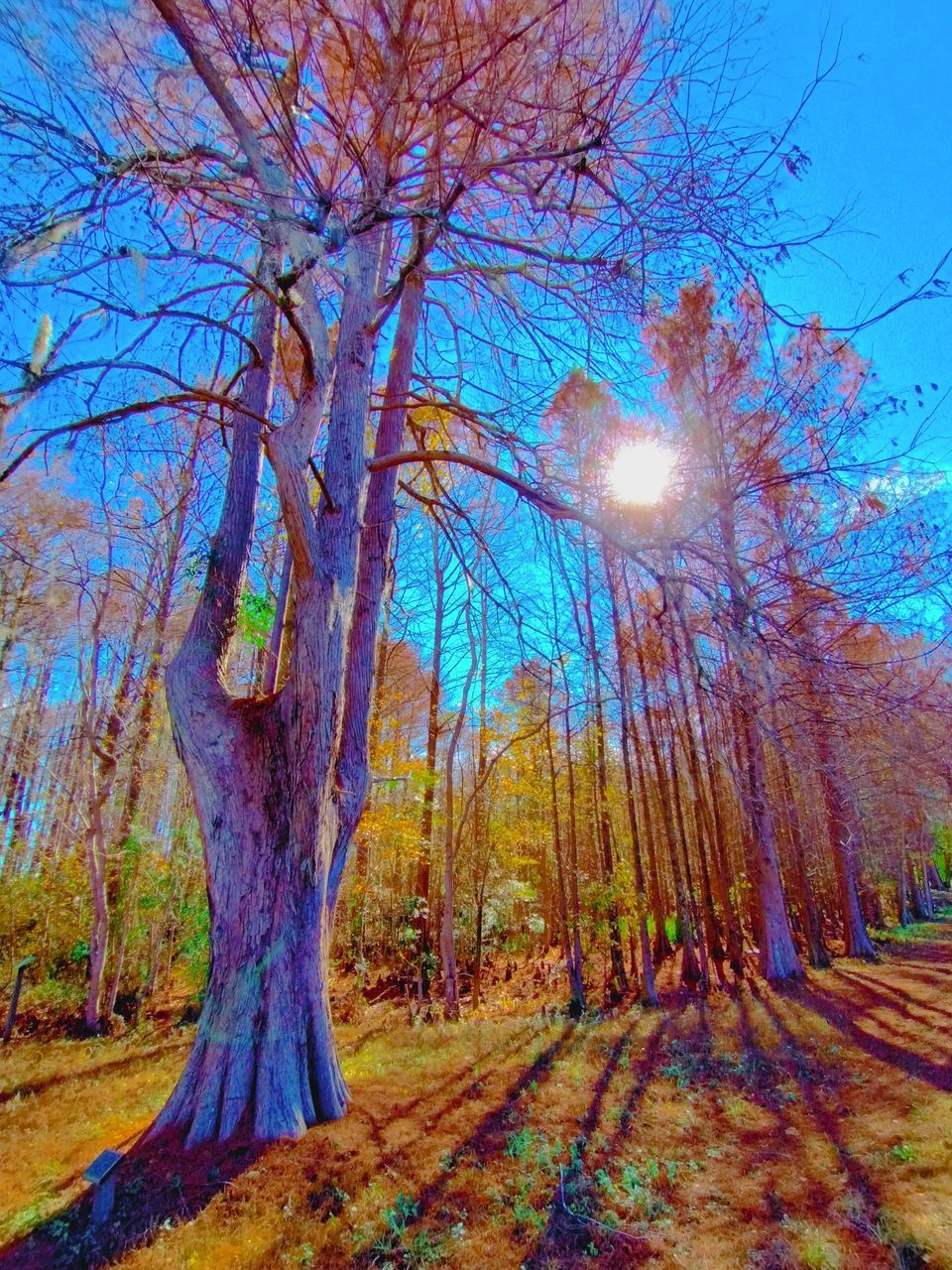 tree, plant, nature, beauty in nature, sky, tranquility, land, branch, tree trunk, trunk, sunlight, no people, woodland, autumn, scenics - nature, tranquil scene, leaf, flower, growth, forest, day, outdoors, non-urban scene, landscape, sunbeam, sun, environment, idyllic, lens flare, bare tree, blue, low angle view, grove