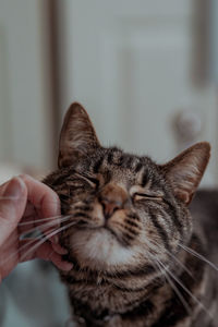 Cropped hand of woman petting cat at home