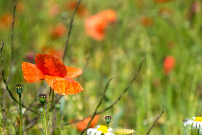 Close-up of orange poppy flower