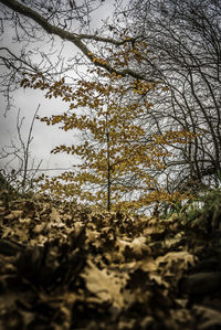 Trees against sky