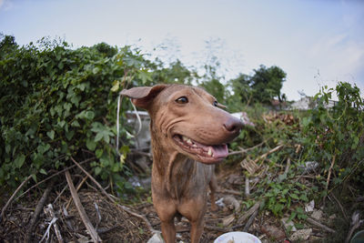 Stray puppy unattended living in the open wood tending