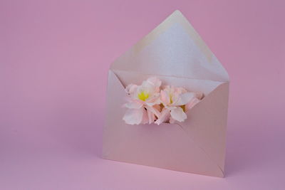 Close-up of pink roses against white background