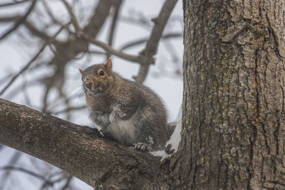 Squirrel on tree trunk