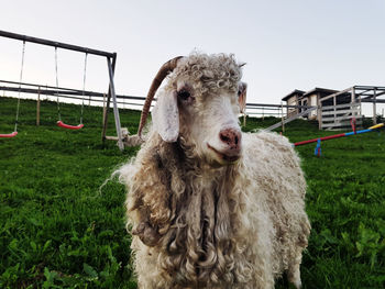 Portrait of a sheep on field