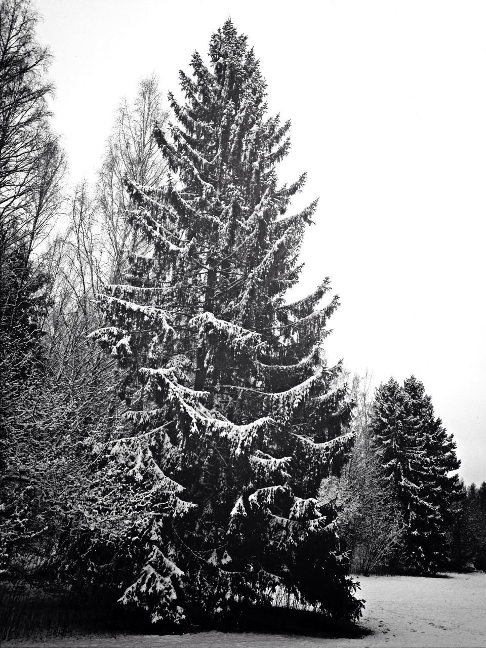 tree, clear sky, tranquility, low angle view, nature, tranquil scene, growth, branch, beauty in nature, scenics, winter, sky, bare tree, snow, copy space, outdoors, day, non-urban scene, cold temperature, no people