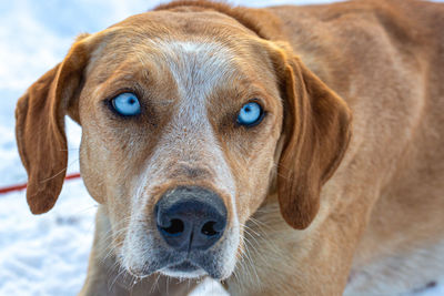 Close-up portrait of a dog