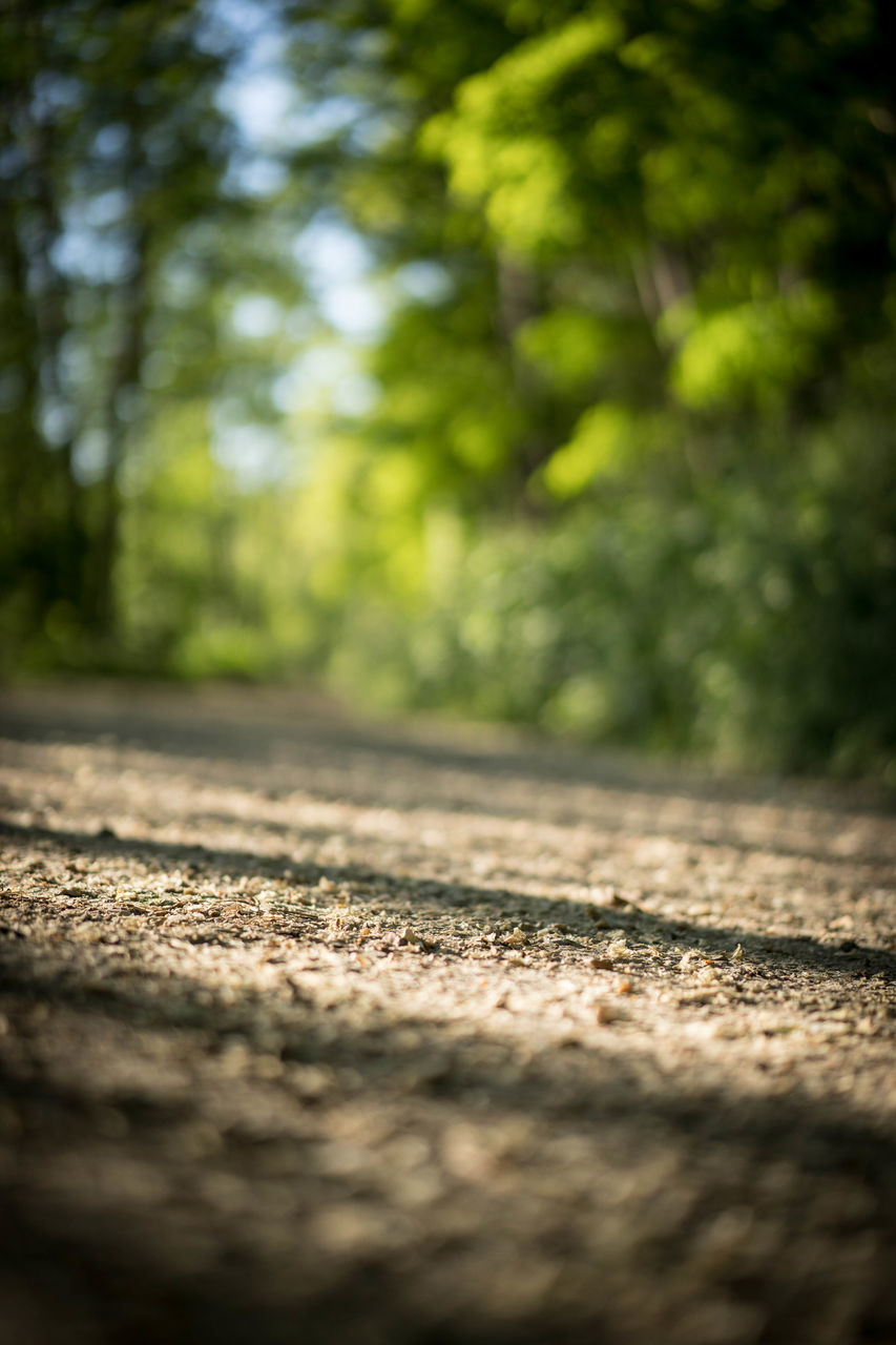 SURFACE LEVEL OF ROAD AMIDST TREES