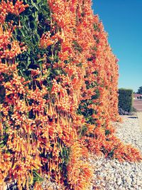 Close-up of orange flowers on tree during autumn