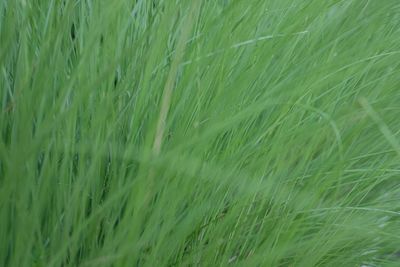 Full frame shot of fresh green field