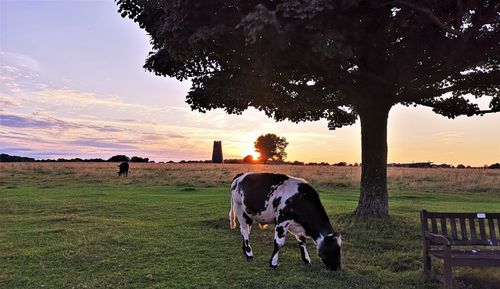 Horse grazing on field during sunset