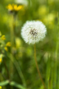 Close-up of dandelion flower