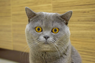 Close-up portrait of white cat