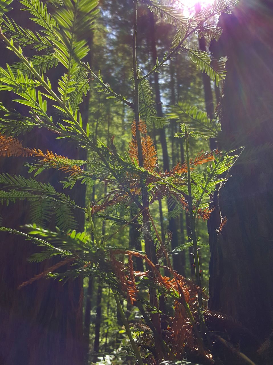 TREES GROWING AT FOREST