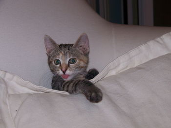 Portrait of cat resting on bed