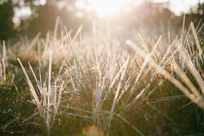 Close-up of grass on field during sunny day