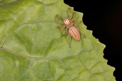 Close-up of spider on leaf against black background