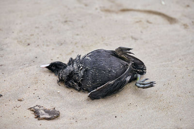 Dead body of bird, eurasian or australian coot, fulica atra, on polluted sandy beach. marine bird