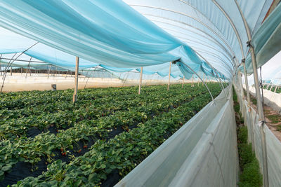 Scenic view of field seen through greenhouse