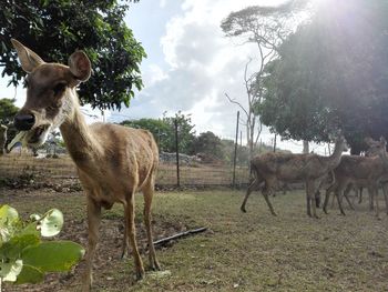 Deer on field during sunny day