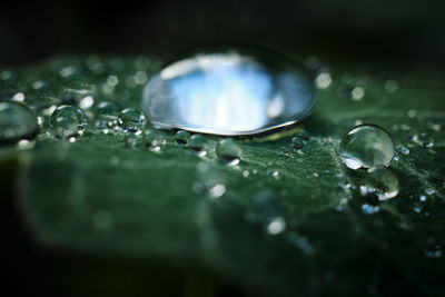 Close-up of water drops on leaf