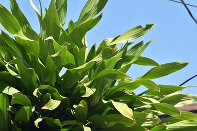 Low angle view of plant against sky on sunny day