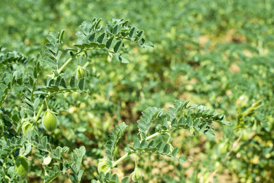 Close-up of plant growing on field