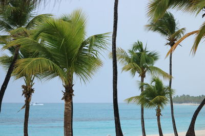 Beautiful palm trees in the foreground and the caribbean sea and a rainy sky in the back