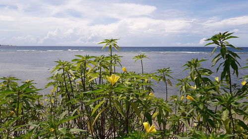 Scenic view of sea against sky