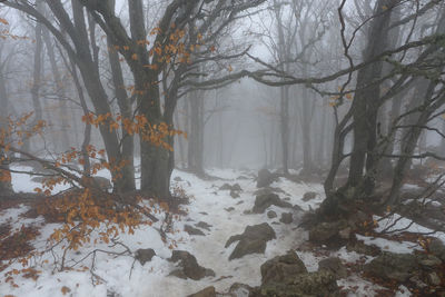 Trees in forest during winter