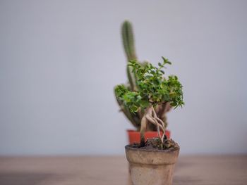 Close-up of small potted plant against wall