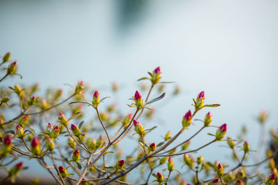 Close-up of flowers on tree