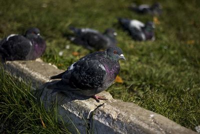 Pigeons perching on a field