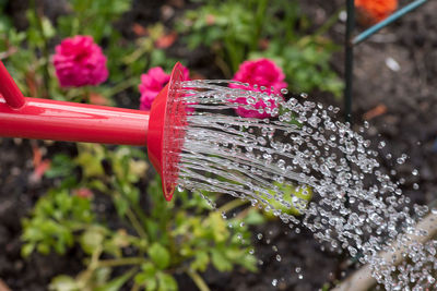 Close-up of wet pink flower