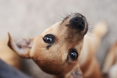 Close-up of dog