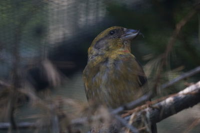 Close-up of bird perching on a tree