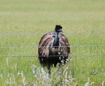 Emu on field