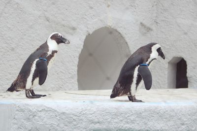 Penguins at zoo