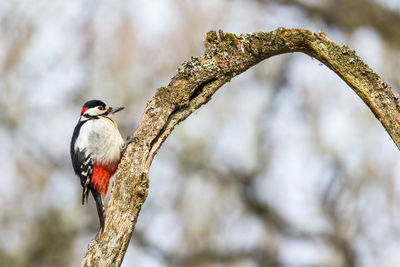 Bent tree branch with a great spotted woodpecker